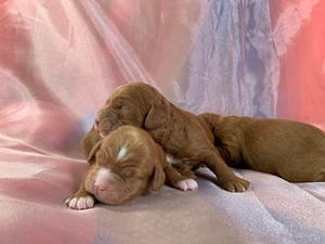Dark Red and White Cockapoo Puppies for Sale, North Iowa, $1200 